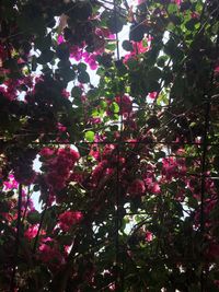 Low angle view of flower tree