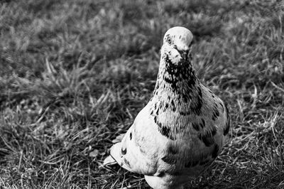 Close-up of a bird on land