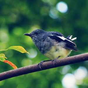 Close-up of bird perching on tree