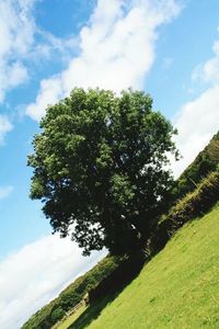 Trees on landscape against cloudy sky