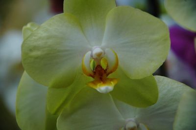 Close-up of yellow flower blooming outdoors