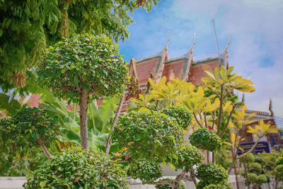 Close-up of plants against sky