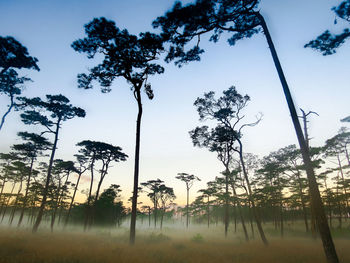 Low angle view of silhouette trees against sky during sunset