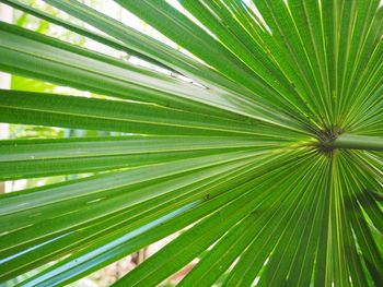 Full frame shot of palm tree