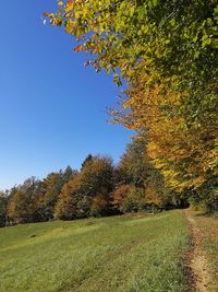 Trees on field against clear sky during autumn