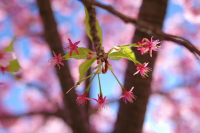 Close-up of flowering plant