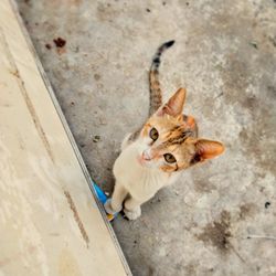 Close-up of a stray cat