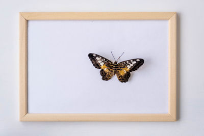 Close-up of butterfly on table