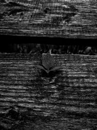 Close-up of lizard on wood
