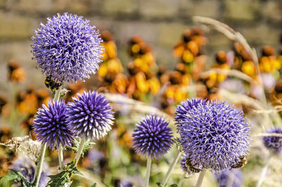 Globe thistles in a garden on a sunny day