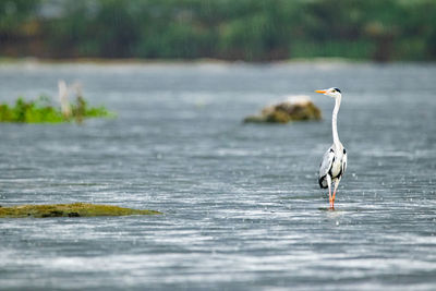 High angle view of gray heron flying over water