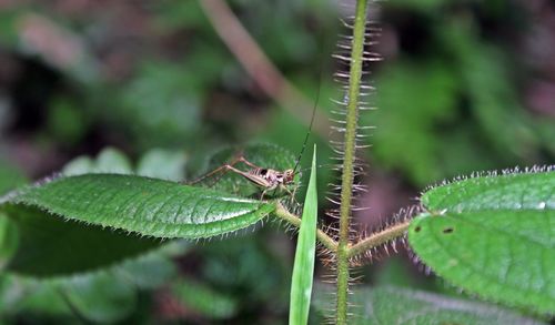 Close-up of insect on leaves