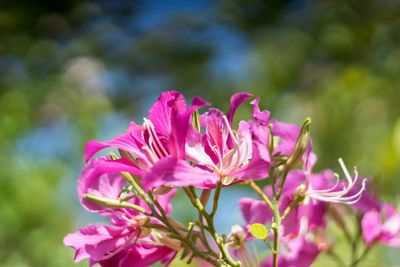 Close-up of pink flowers