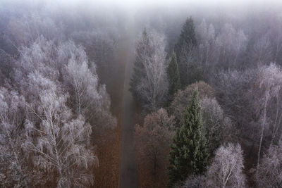 Trees in forest during foggy weather