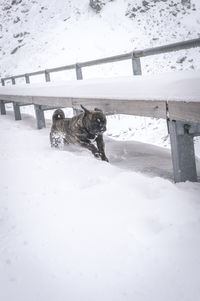 Dog on snow field during winter