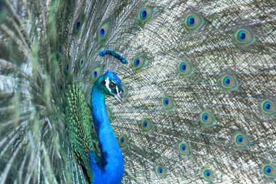 Close-up of peacock