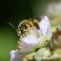 Close-up of insect on purple flower