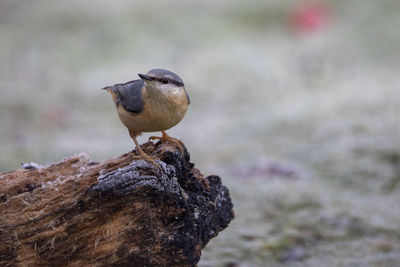 Close-up of bird perching on rock