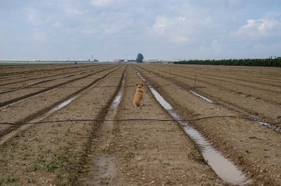 Rear view of dog sitting on agricultural field against sky