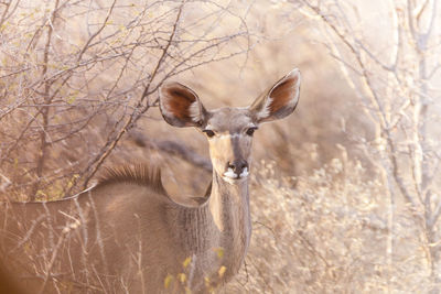 Portrait of deer by tree