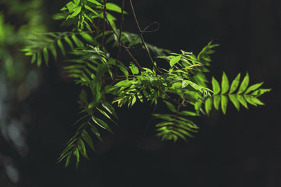 Close-up of pine tree