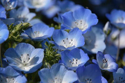 Close-up of white flowering plants