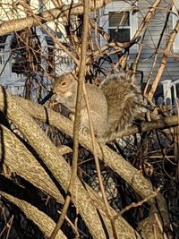 Close-up of birds in nest