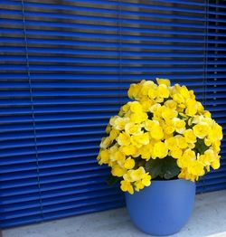 Close-up of yellow flowers