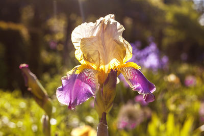 Close-up of purple flowering plant