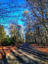 Road amidst bare trees in forest