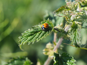 Close-up of ladybug on plant