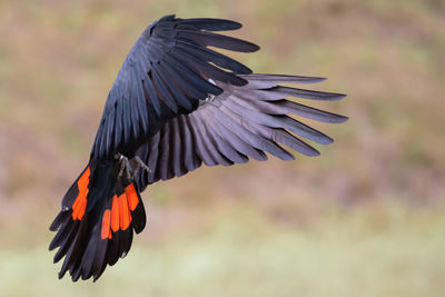 Close-up of bird flying