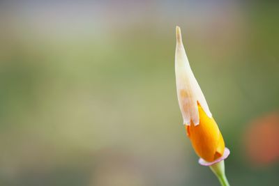 Close-up of yellow flower against blurred background
