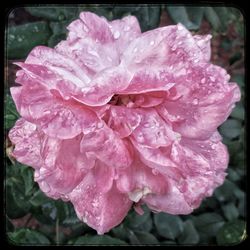 Close-up of wet pink flower blooming outdoors