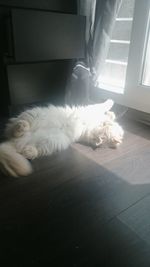 Dog relaxing on floor at home