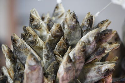 Close-up of dead fish for sale at market stall