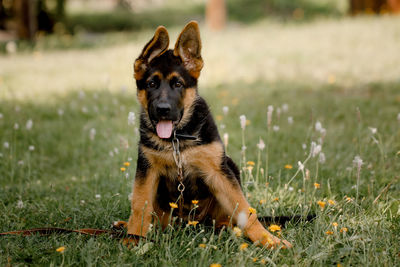 Portrait of dog running on grass