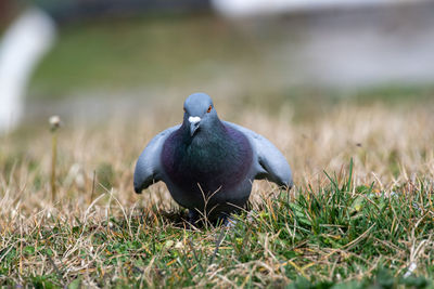 Close-up of duck on field