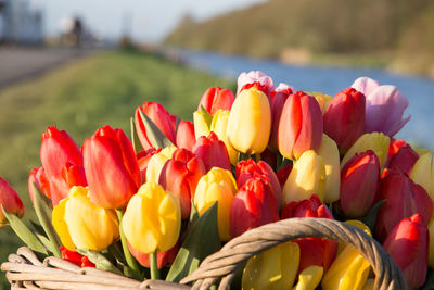 Close-up of multi colored tulips