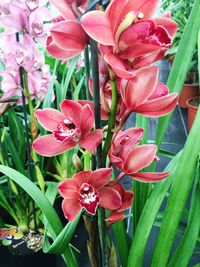 Close-up of flowers blooming outdoors