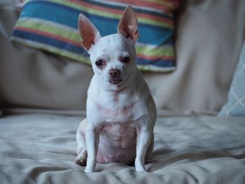 Portrait of dog sitting on bed at home