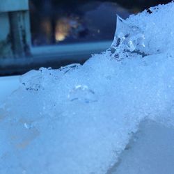 Close-up of snow covered tree