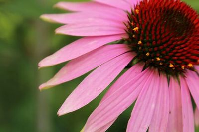 Close-up of pink flowers