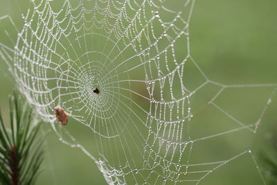 Close-up of spider on web