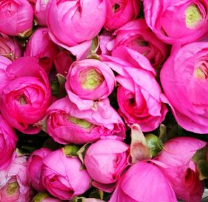 Full frame shot of pink flowers