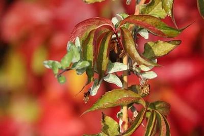Close-up of red flowers