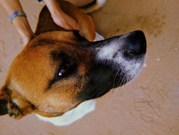 High angle view of dog on floor