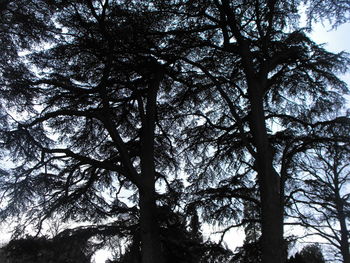 Low angle view of trees