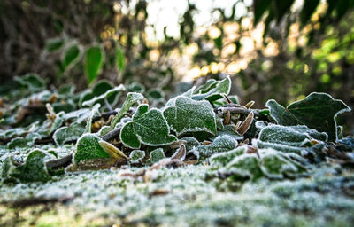 Plants growing on field during winter