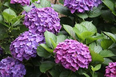 Close-up of purple hydrangea blooming outdoors